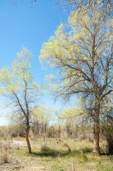 Estepe Pradaria Veldt Veld Primavera Ásia Central Cazaquistão Turanga Álamo — Fotografia de Stock