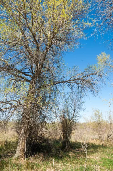bozkır, çayır, veldt, veld. Bahar Orta Asya. Kazakistan. Turanga kavak. Euphrates kavak