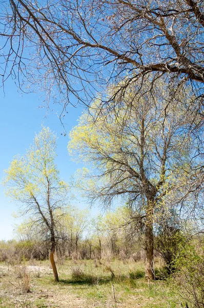 bozkır, çayır, veldt, veld. Bahar Orta Asya. Kazakistan. Turanga kavak. Euphrates kavak