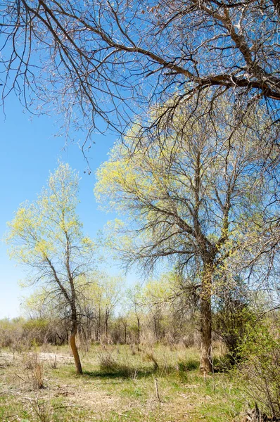 bozkır, çayır, veldt, veld. Bahar Orta Asya. Kazakistan. Turanga kavak. Euphrates kavak