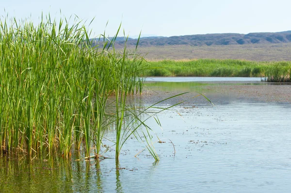  Bozkır yaz. Turgai kapısı. Turgai Kaydet. Milli Parkı 