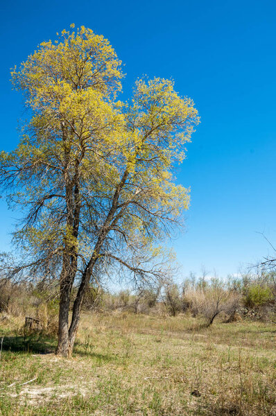 steppe, prairie, veldt, veld.  Spring Central Asia. Kazakhstan. turanga poplar.  Euphrates Poplar
