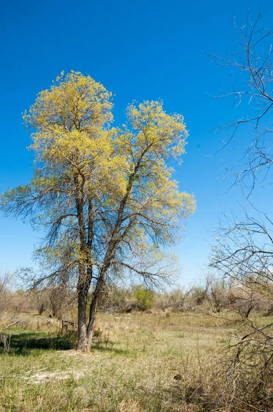 bozkır, çayır, veldt, veld. Bahar Orta Asya. Kazakistan. Turanga kavak. Euphrates kavak