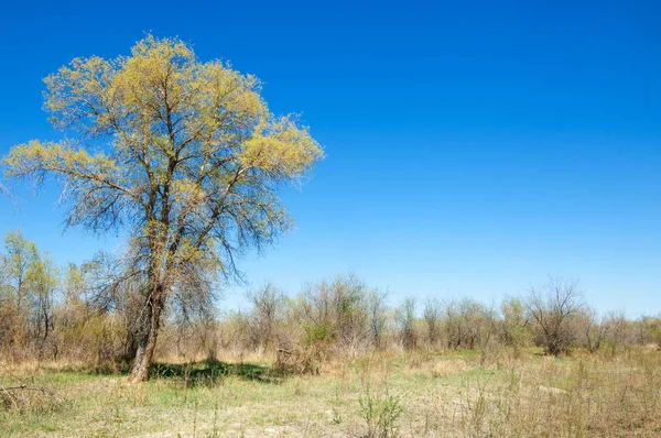 Stepu Preria Równina Veld Azji Środkowej Wiosny Kazachstan Turanga Topoli — Zdjęcie stockowe