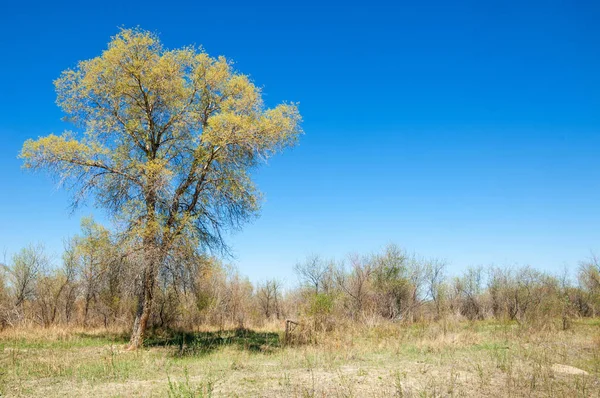 Steppe Prärie Veldt Veld Frühling Zentralasien Kasachstan Turanga Pappel Euphrat — Stockfoto