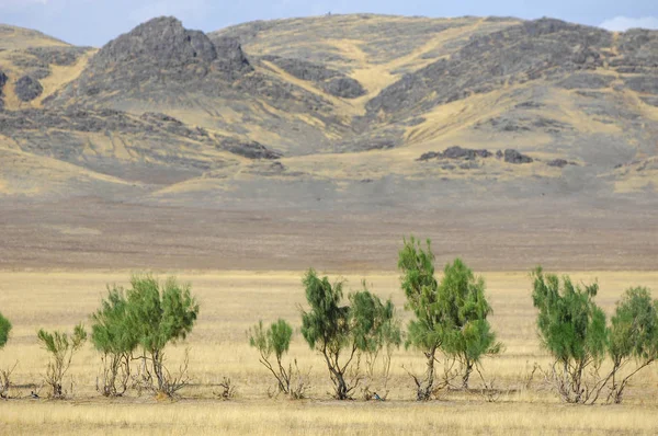 Woodless, zavallı nemi ve genellikle düz ile kuru iklim bölgesinde otsu bitki örtüsü bozkır. çayır, veld, veldt
