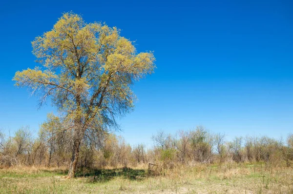 bozkır, çayır, veldt, veld. Bahar Orta Asya. Kazakistan. Turanga kavak. Euphrates kavak