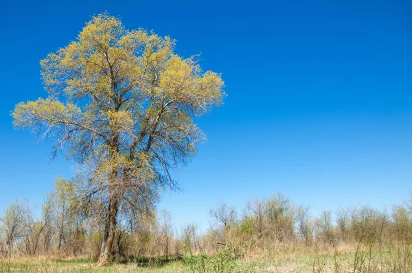 Steppe Prärie Veldt Veld Frühling Zentralasien Kasachstan Turanga Pappel Euphrat — Stockfoto