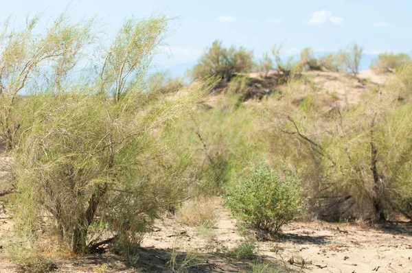  Bozkır yaz. Turgai kapısı. Turgai Kaydet. Milli Parkı 
