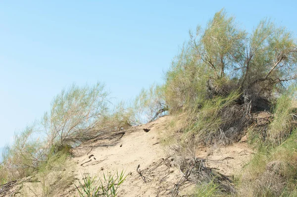  Bozkır yaz. Turgai kapısı. Turgai Kaydet. Milli Parkı 