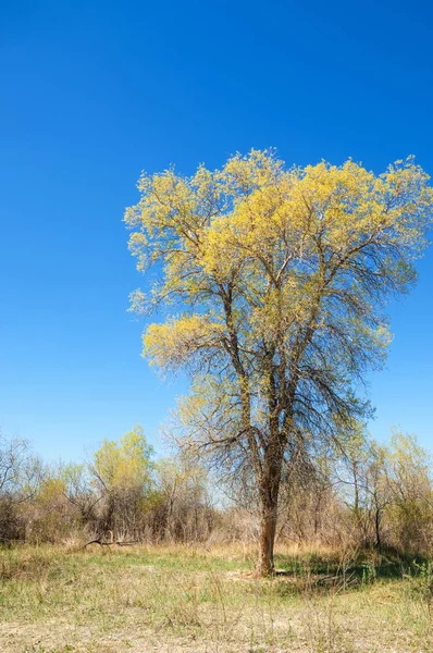 bozkır, çayır, veldt, veld. Bahar Orta Asya. Kazakistan. Turanga kavak. Euphrates kavak