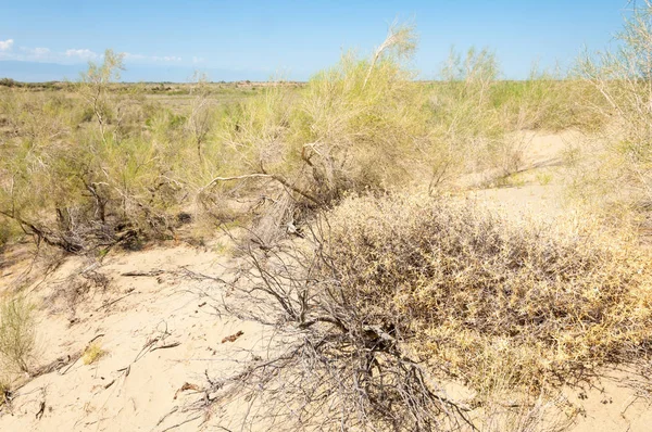  Bozkır yaz. Turgai kapısı. Turgai Kaydet. Milli Parkı 