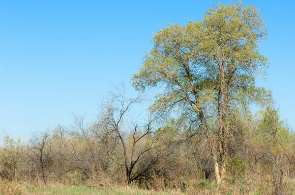steppe, prairie, veldt, veld.  Spring Central Asia. Kazakhstan. turanga poplar.  Euphrates Poplar