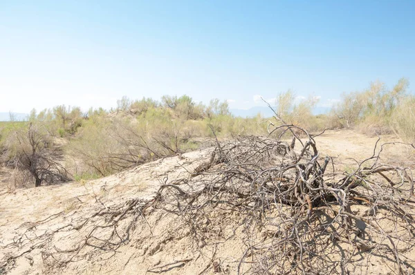  Bozkır yaz. Turgai kapısı. Turgai Kaydet. Milli Parkı 