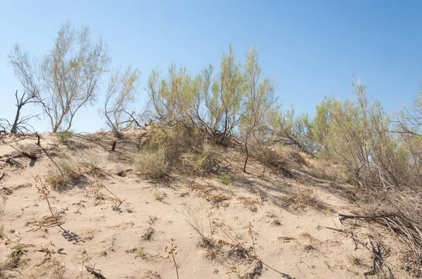  Bozkır yaz. Turgai kapısı. Turgai Kaydet. Milli Parkı 