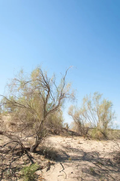 Estepa Verano Puerta Turgai Turgai Salvar Parque Nacional Altyn Emel — Foto de Stock