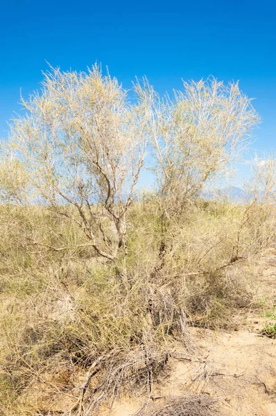  Bozkır yaz. Turgai kapısı. Turgai Kaydet. Milli Parkı 