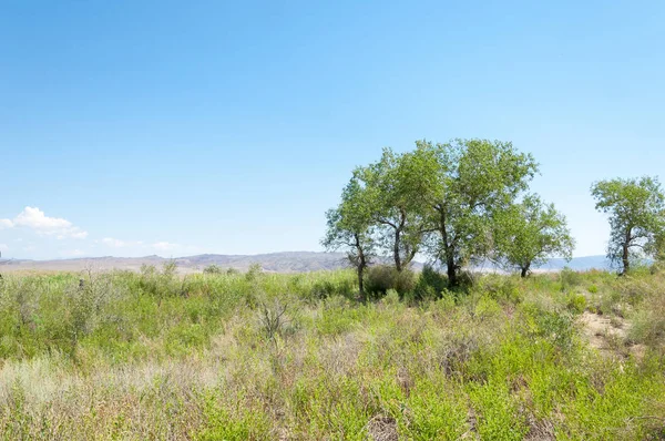  Bozkır yaz. Turgai kapısı. Turgai Kaydet. Milli Parkı 