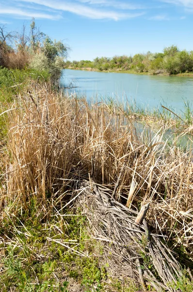Bozkır nehir sazlık yaz. nehir görünümünde kez izlendi. küçük mavi nehir kıyısında güneşli bir gün