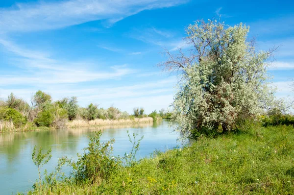Bozkır nehir sazlık yaz. nehir görünümünde kez izlendi. küçük mavi nehir kıyısında güneşli bir gün