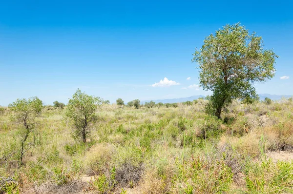  Bozkır yaz. Turgai kapısı. Turgai Kaydet. Milli Parkı 