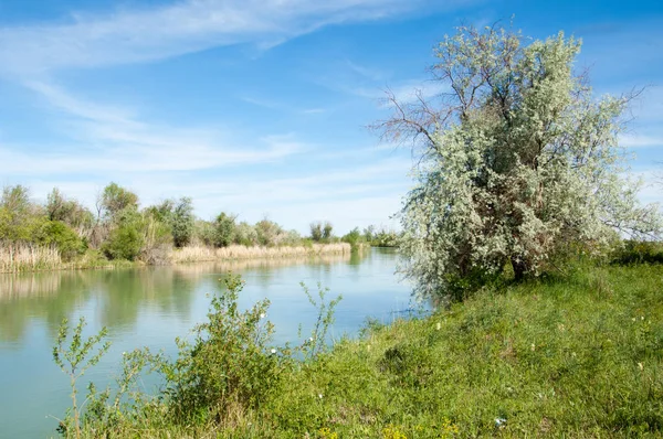 Steppe River Reeds Summer Views View River Small Blue River — Stock Photo, Image