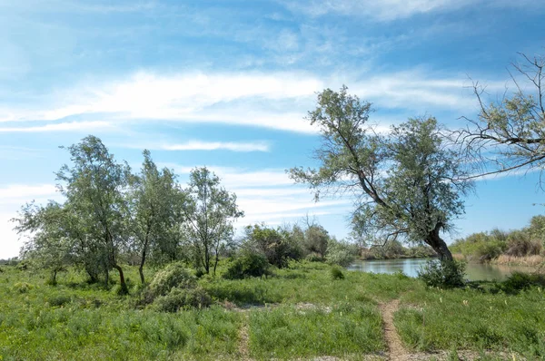 Stepu Preria Równina Veld Równiny Zalewowe — Zdjęcie stockowe