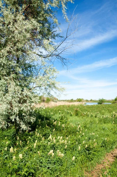 Steppe Prärie Veldt Veld Aue Wunderschöne Natur Der Steppe Kasachstans — Stockfoto