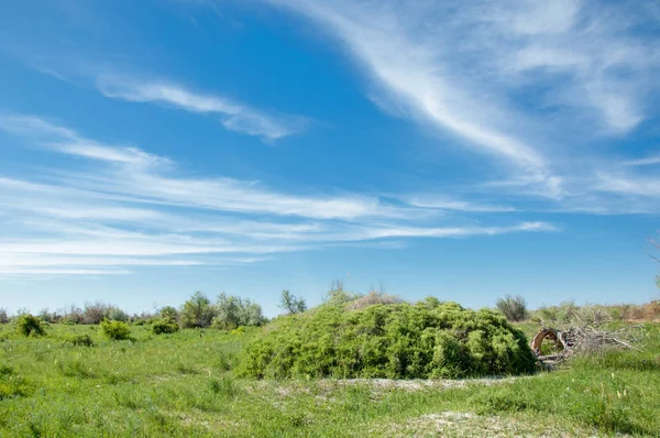 Bozkır, çayır, veldt, veld, taşkın. Kazakistan bozkırlarında güzel doğada
