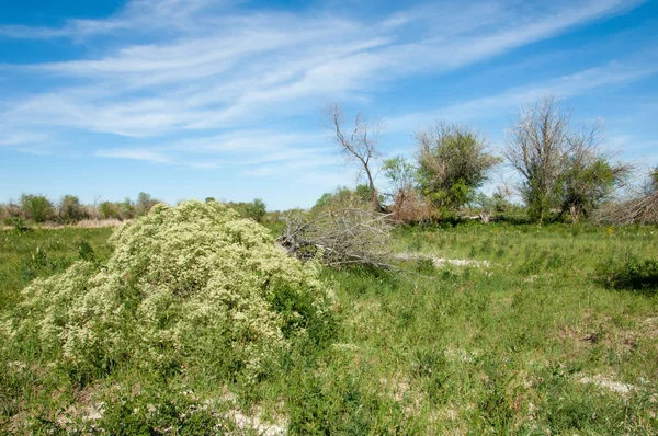 Steppe Prairie Veldt Veld Uiterwaarden Prachtige Natuur Steppen Van Kazachstan — Stockfoto