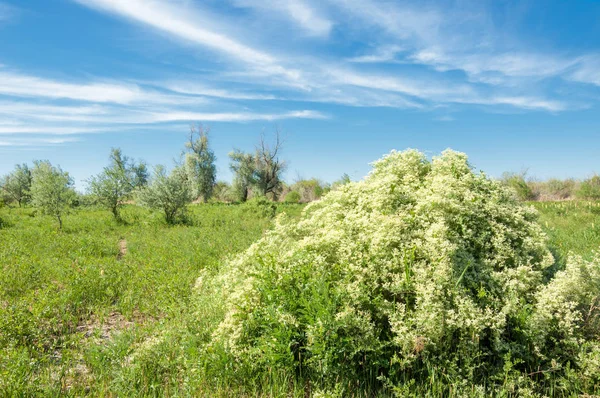Bozkır, çayır, veldt, veld, taşkın. Kazakistan bozkırlarında güzel doğada