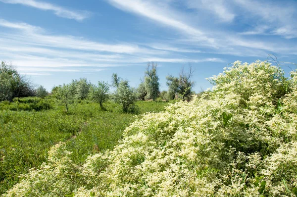 Bozkır, çayır, veldt, veld, taşkın. Kazakistan bozkırlarında güzel doğada