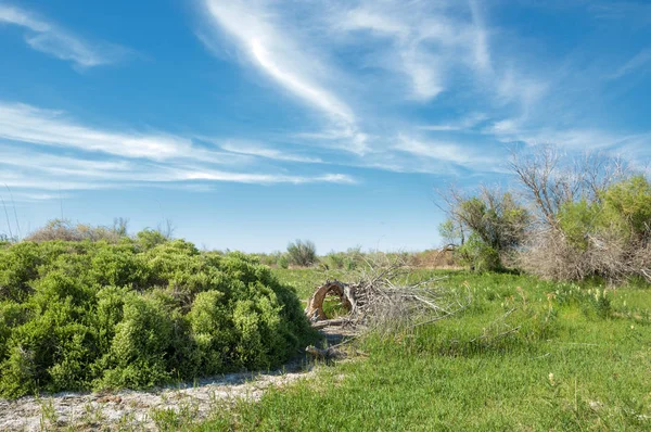 Steppe Prairie Veldt Veld Uiterwaarden Prachtige Natuur Steppen Van Kazachstan — Stockfoto