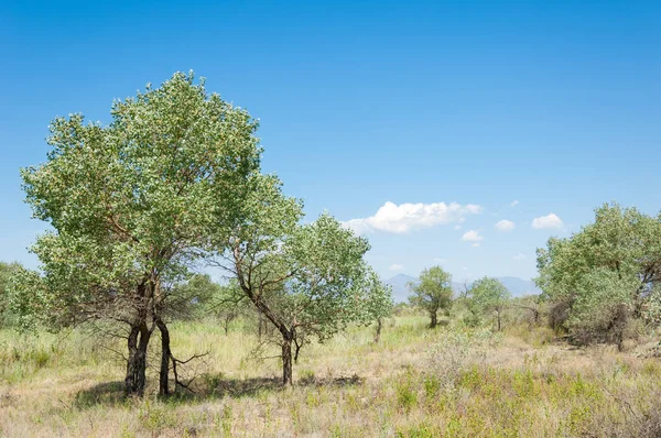  Bozkır yaz. Turgai kapısı. Turgai Kaydet. Milli Parkı 