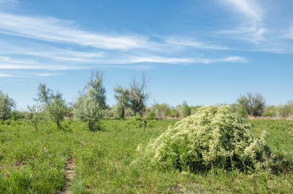 Bozkır, çayır, veldt, veld, taşkın. Kazakistan bozkırlarında güzel doğada