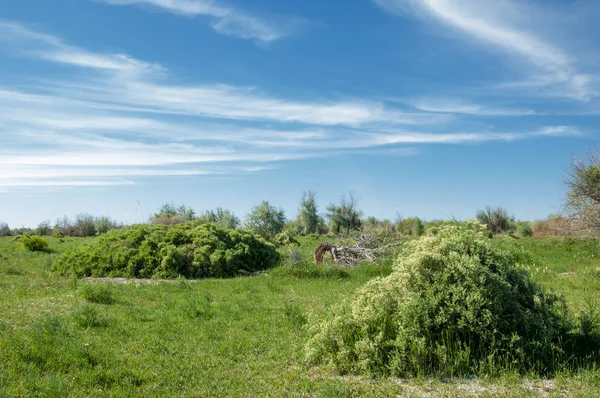 Bozkır, çayır, veldt, veld, taşkın. Kazakistan bozkırlarında güzel doğada