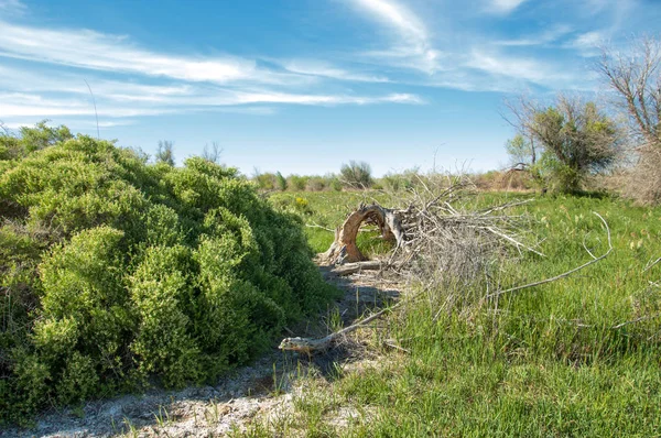 Bozkır, çayır, veldt, veld, taşkın. Kazakistan bozkırlarında güzel doğada