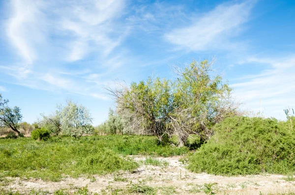 Steppe Prairie Veldt Veld Flood Plain Beautiful Nature Steppes Kazakhstan — Stock Photo, Image