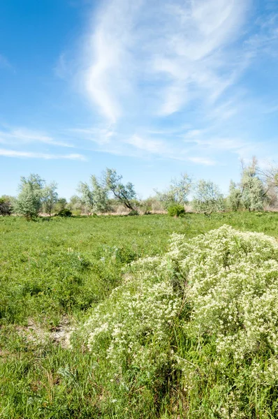 Bozkır, çayır, veldt, veld, taşkın. Kazakistan bozkırlarında güzel doğada