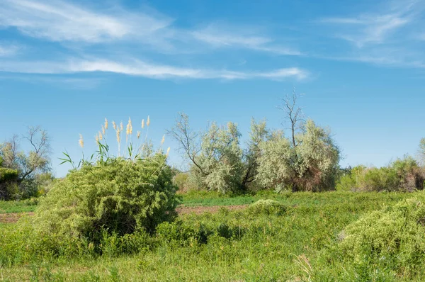 Bozkır, çayır, veldt, veld, taşkın. Kazakistan bozkırlarında güzel doğada