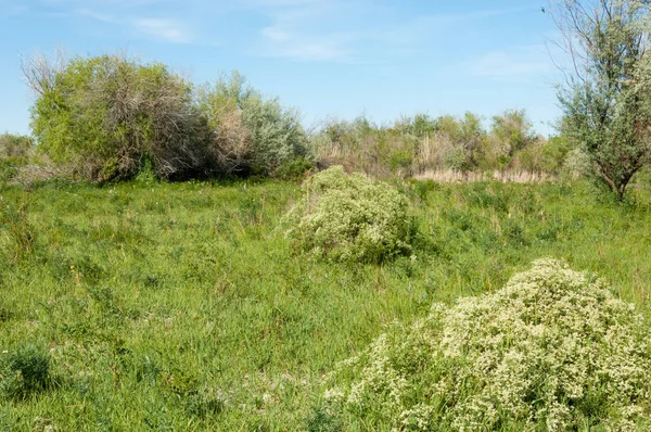 Bozkır, çayır, veldt, veld, taşkın. Kazakistan bozkırlarında güzel doğada