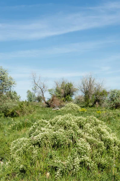 Bozkır, çayır, veldt, veld, taşkın. Kazakistan bozkırlarında güzel doğada