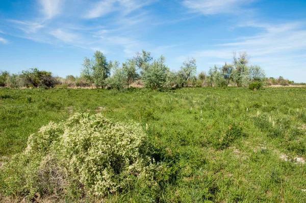 Bozkır, çayır, veldt, veld, taşkın. Kazakistan bozkırlarında güzel doğada