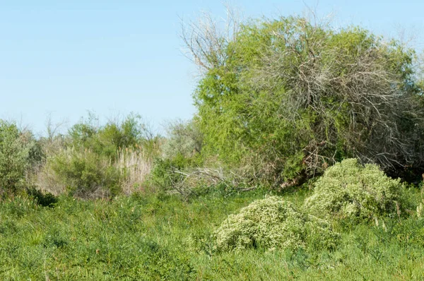 Bozkır, çayır, veldt, veld, taşkın. Kazakistan bozkırlarında güzel doğada