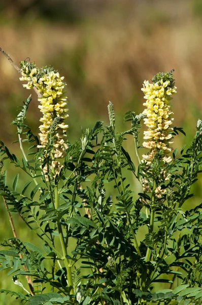 Regaliz Regaliz Glycyrrhiza Glabra Anís Estrellado Hinojo — Foto de Stock