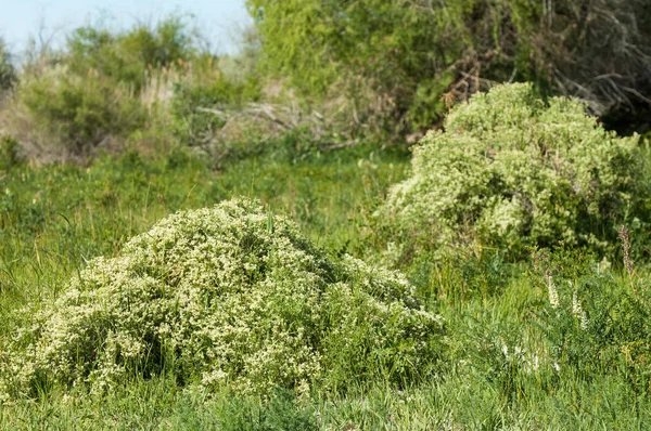 Bozkır, çayır, veldt, veld, taşkın. Kazakistan bozkırlarında güzel doğada