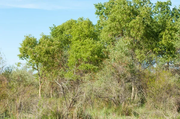 Bozkır, çayır, veldt, veld, taşkın. Kazakistan bozkırlarında güzel doğada