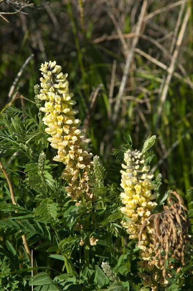 Regaliz Regaliz Glycyrrhiza Glabra Anís Estrellado Hinojo — Foto de Stock