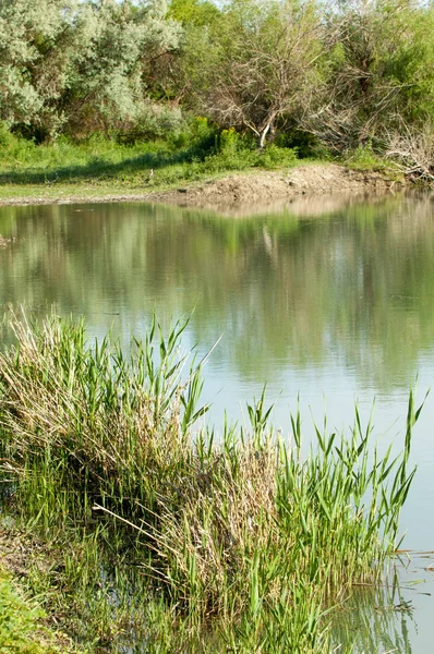 Bozkır nehir sazlık yaz. nehir görünümünde kez izlendi. küçük mavi nehir kıyısında güneşli bir gün
