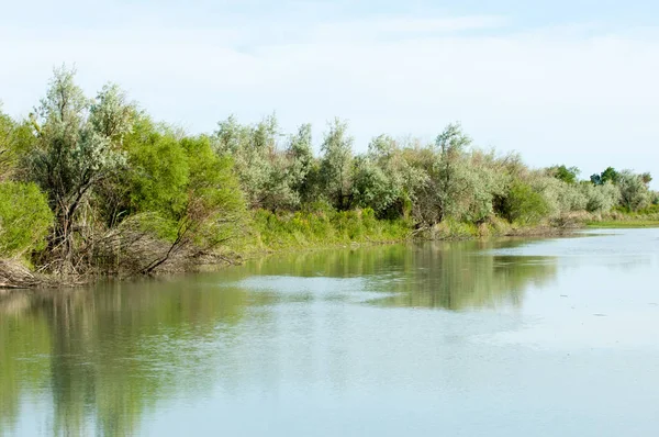 草原の川の葦の夏 川のビューでビュー 晴れた日で小さな青い川 — ストック写真